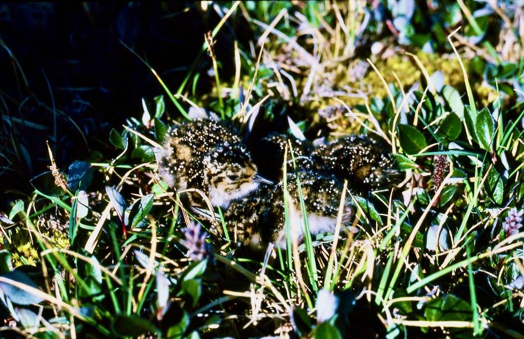 Peter Prokosch/ GRIDArendal is licensed under CC BY-NC-SA 2.0; https://www.grida.no/resources/1818